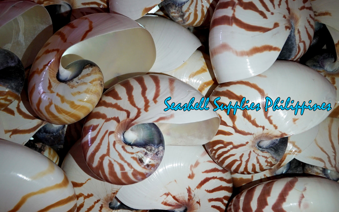 Chamber Nautilus | Natural | 4 - 5 Inches | Large