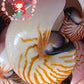 Chamber Nautilus | Natural | 5.5 - 6.5 Inches | Extra Large