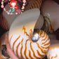 Chamber Nautilus | Natural | 5.5 - 6.5 Inches | Extra Large