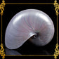 Chamber Nautilus | Pearlized | 3 - 5 Inches | Large