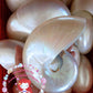 Chamber Nautilus | Pearlized | 3 - 5 Inches | Large