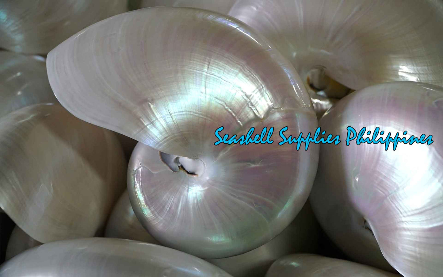 Chamber Nautilus | Pearlized | 5.5 - 7 Inches | Extra Large
