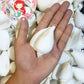 Canarium | Dog Conch | White | 2 - 2.5 Inches