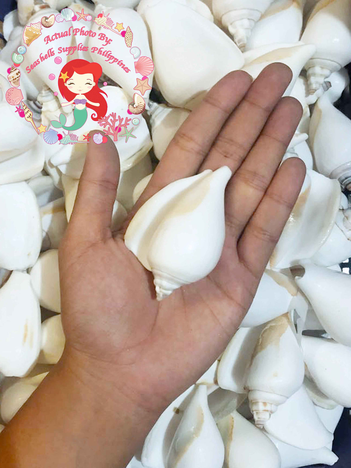 Canarium | Dog Conch | White | 2 - 2.5 Inches