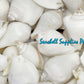 Canarium | Dog Conch | White | 2 - 2.5 Inches