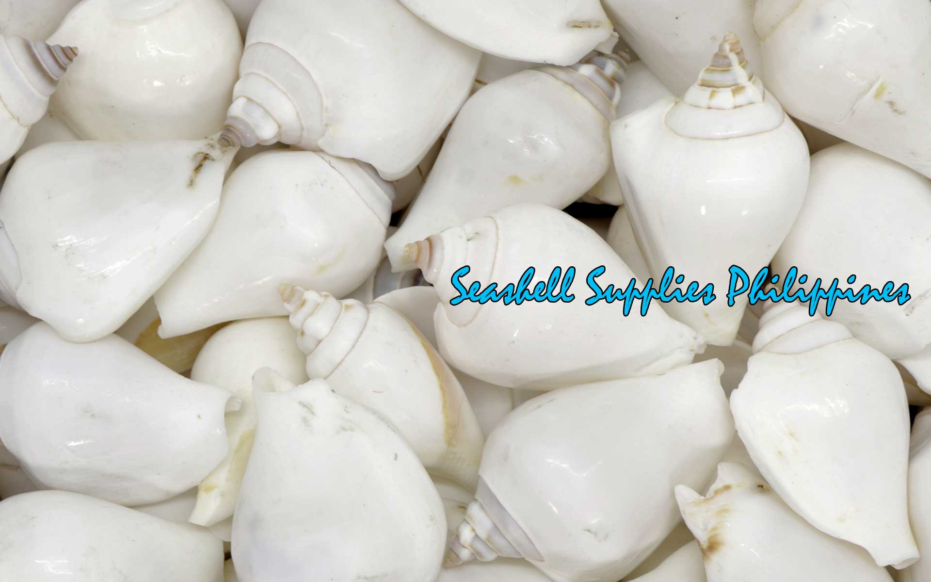 Canarium | Dog Conch | White | 2 - 2.5 Inches