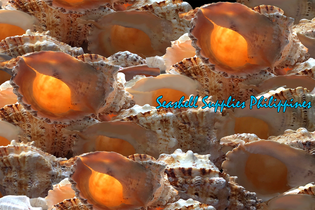 Bursa Bobo | Giant Frog Shell | 12 - 13 Inches | Extra Large Rare