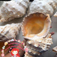 Bursa Bobo | Giant Frog Shell | 4 - 7 Inches | Large