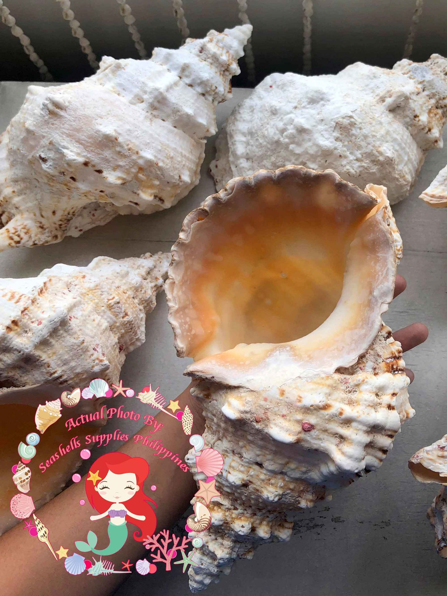 Bursa Bobo | Giant Frog Shell | 8 - 11 Inches | Extra Large