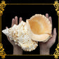 Bursa Bobo | Giant Frog Shell | 12 - 13 Inches | Extra Large Rare
