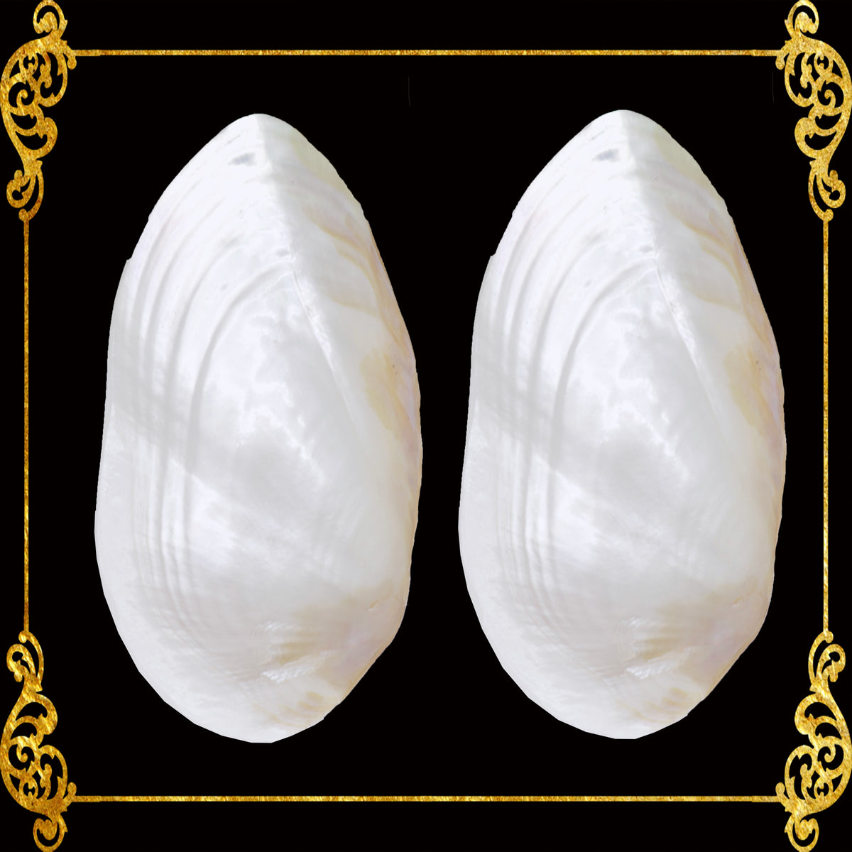 Pearl Clam Shell Iridescent | Hyriopsis Schlegelii | 7 - 9 Inches | Large