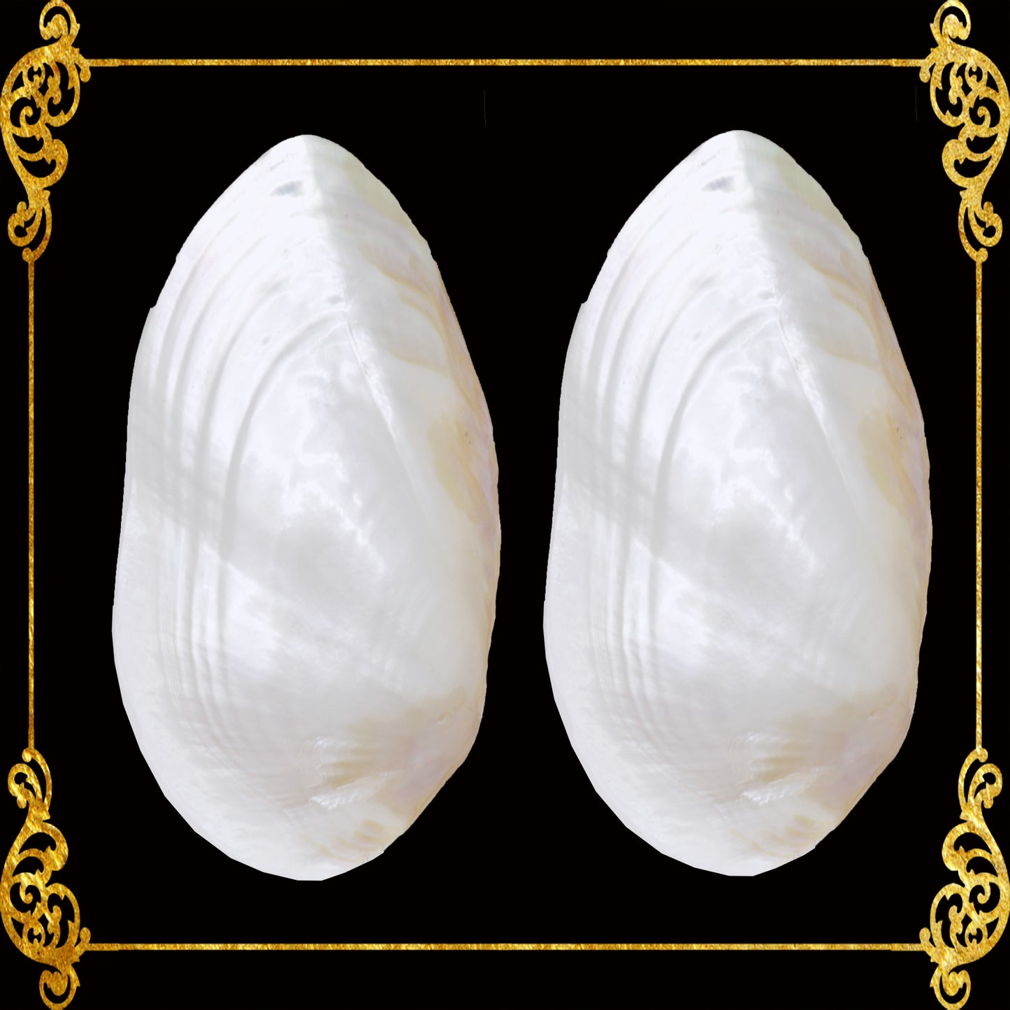 Pearl Clam Shell Iridescent | Hyriopsis Schlegelii | 7 - 8 Inches | Large