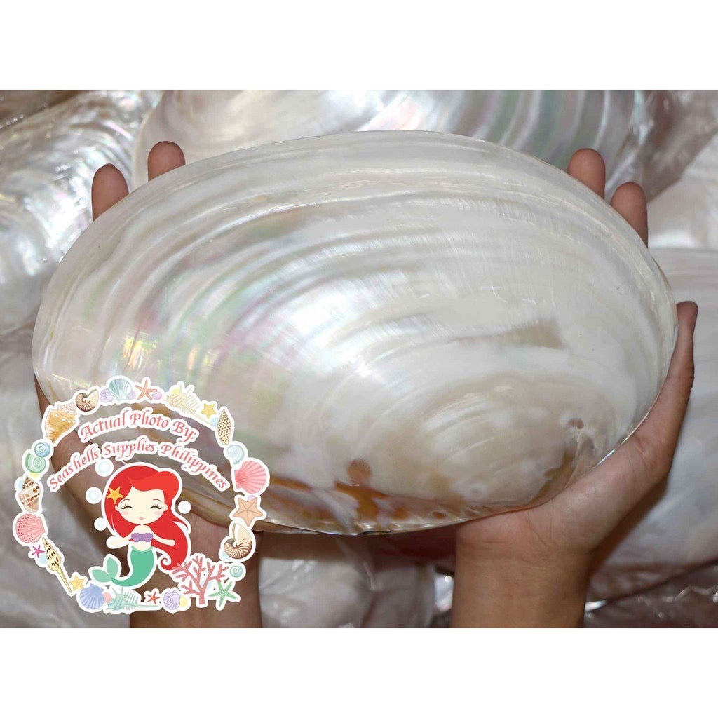 Pearl Clam Shell Iridescent | Hyriopsis Schlegelii | 9 - 10 Inches | Extra Large
