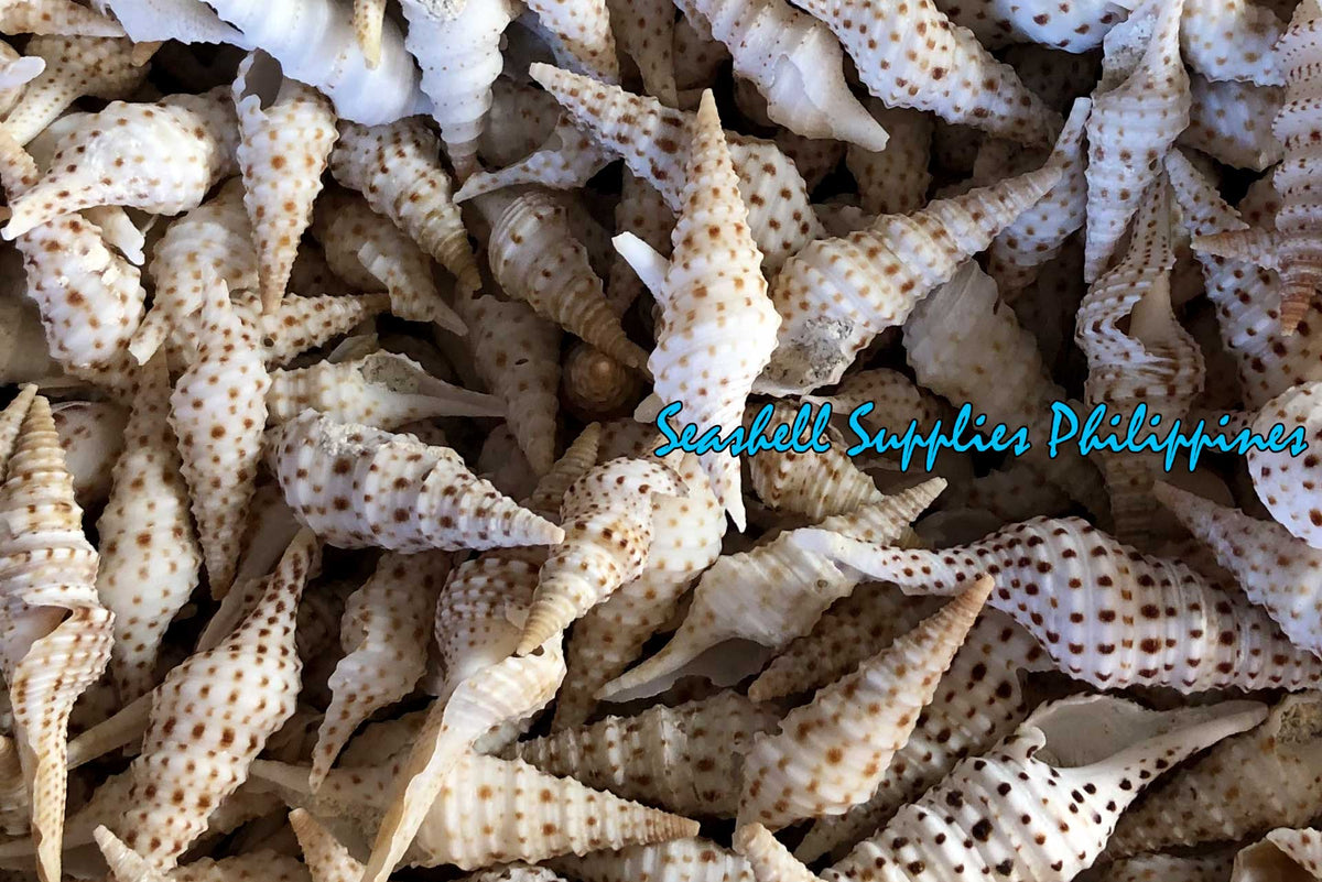 Tulip Shell | Indian Tulip Shell | Fusinus Nicobaricus | 1 - 3.5 inches