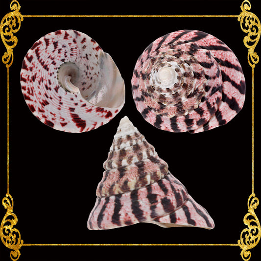 Troca Male | Trochus Niloticus | 2 - 3 inches