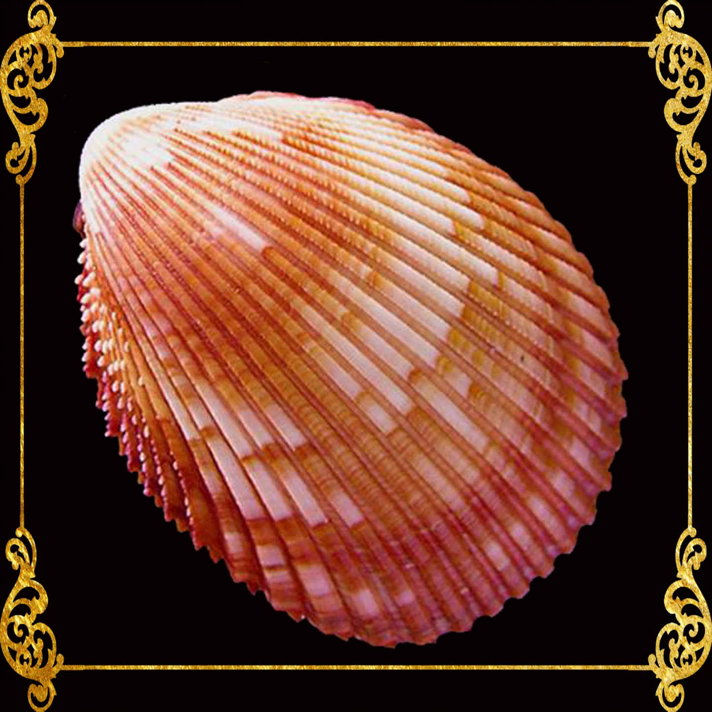 Cockles Giant | Magnum Cockle | 5 - 6 Inches