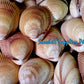 Cockles Giant | Magnum Cockle | 3- 4 Inches