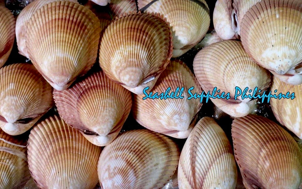 Cockles Giant | Magnum Cockle | 3- 6 Inches ( PAIR )