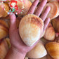 Cockles Giant | Magnum Cockle | 3- 4 Inches