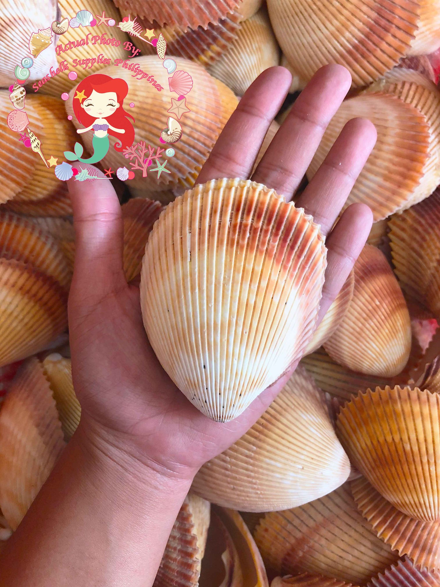 Cockles Giant | Magnum Cockle | 3- 4 Inches