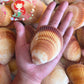 Cockles Giant | Magnum Cockle | 3- 4 Inches