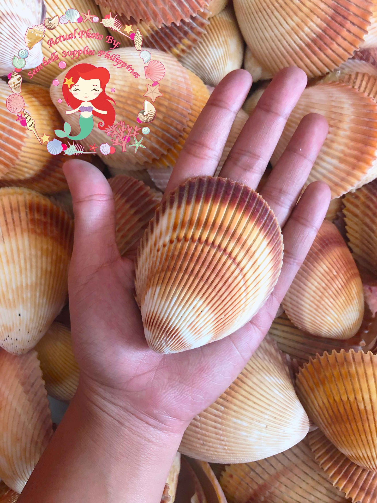 Cockles Giant | Magnum Cockle | 3- 4 Inches