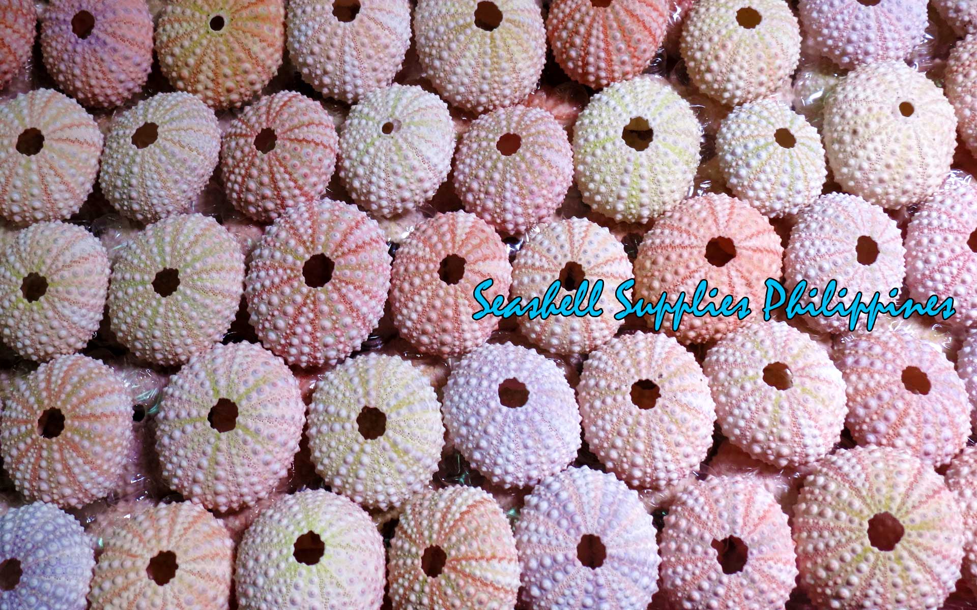 Sea Urchin Sputnik | Imperial Lance Urchin | 1 - 2 inches