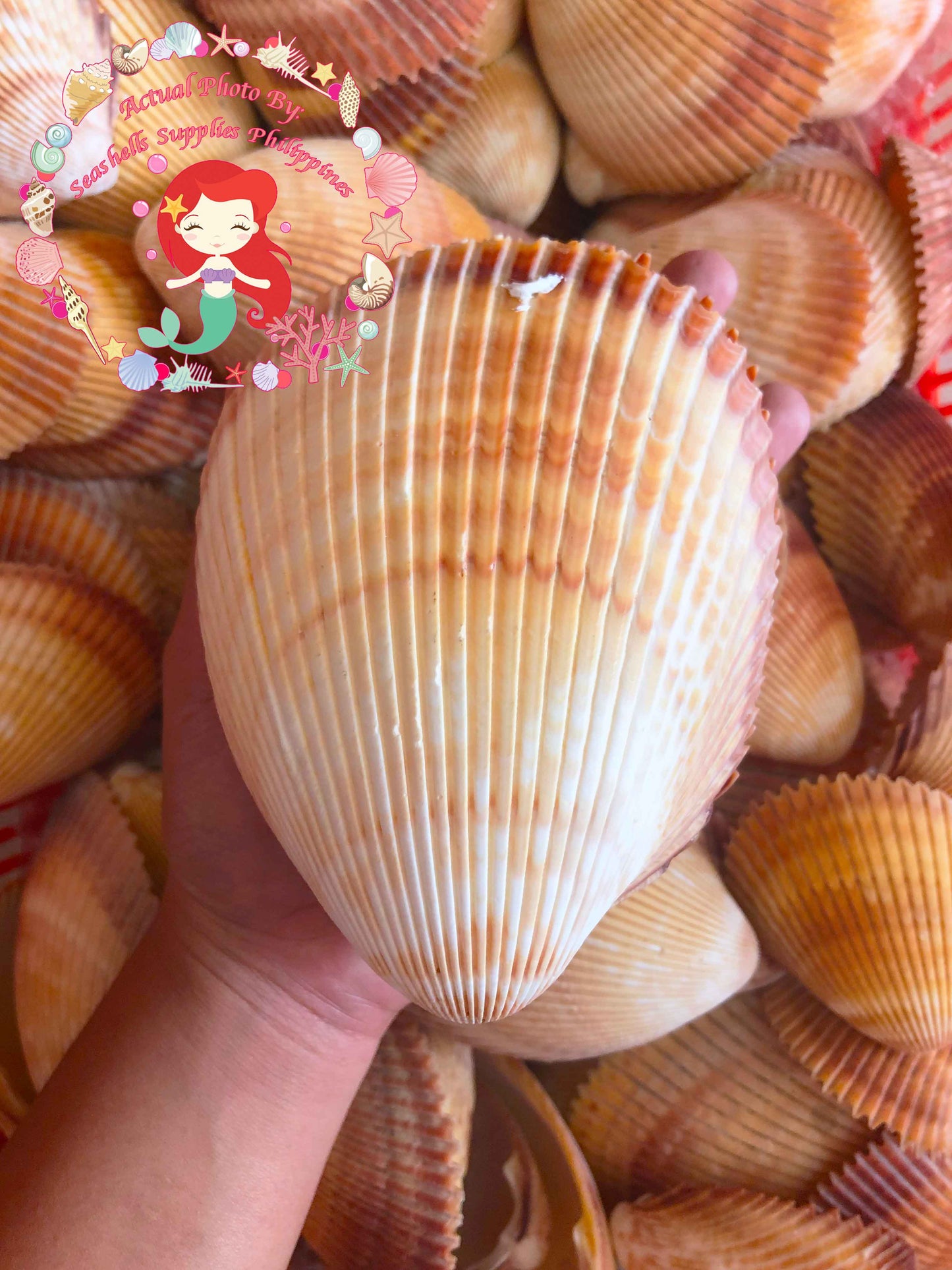 Cockles Giant | Magnum Cockle | 5 - 6 Inches