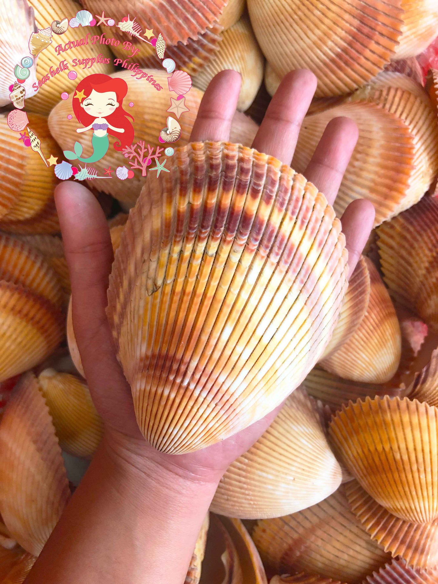 Cockles Giant | Magnum Cockle | 5 - 6 Inches