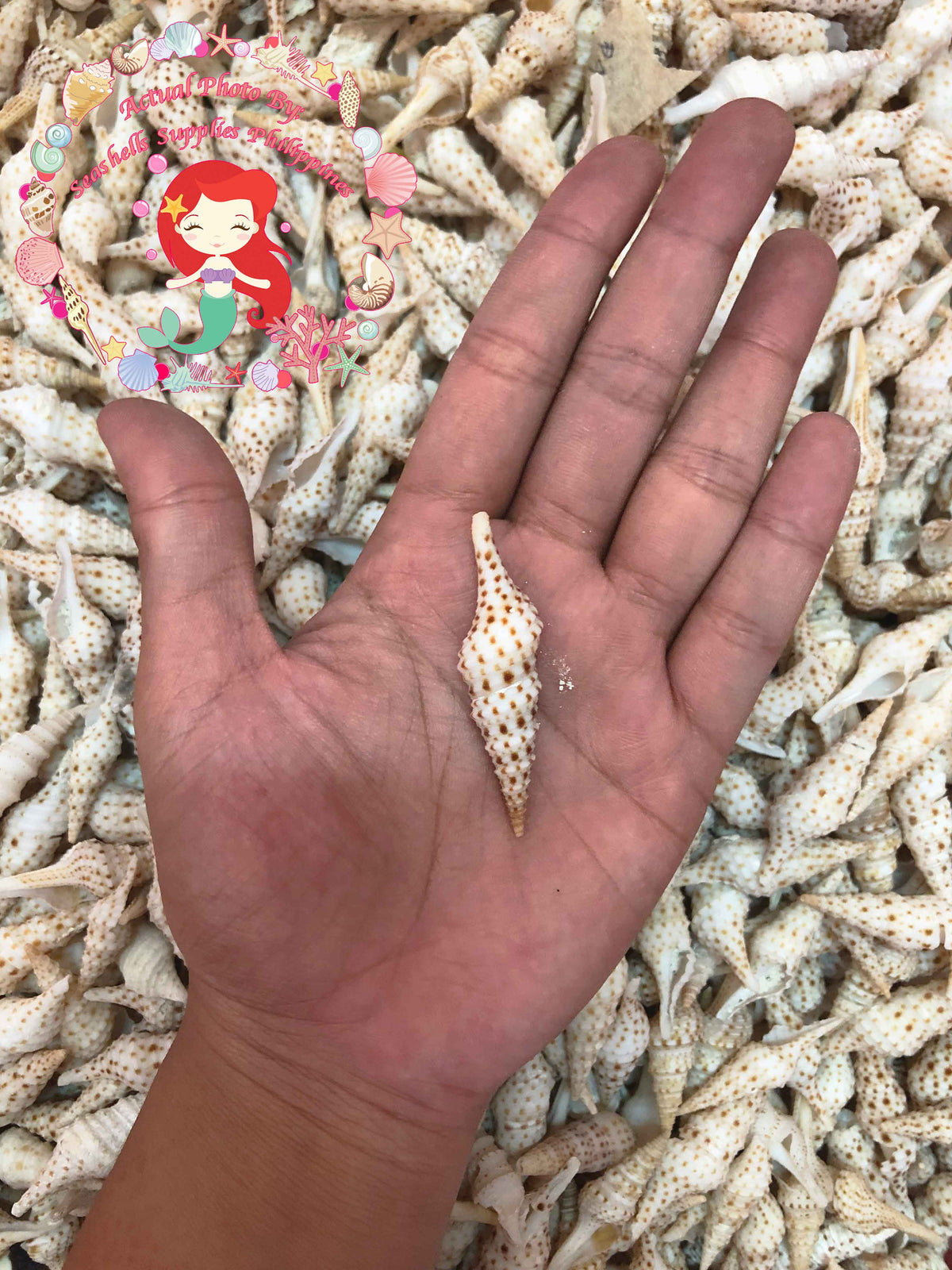 Tulip Shell | Indian Tulip Shell | Fusinus Nicobaricus | 1 - 3.5 inches