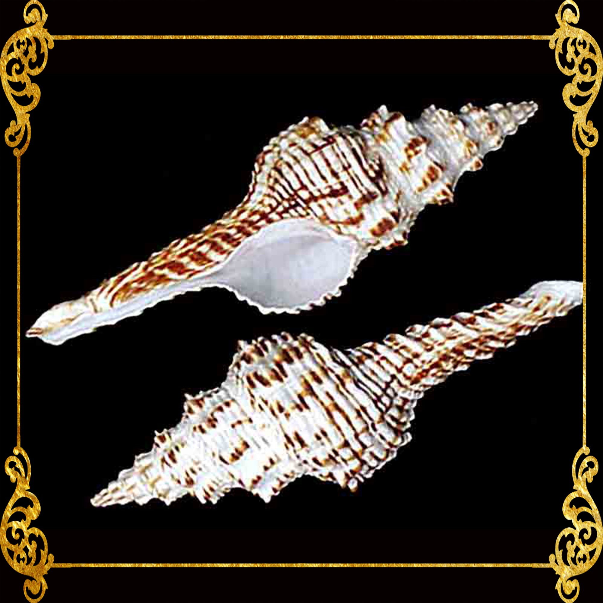 Tulip Shell | Indian Tulip Shell | Fusinus Nicobaricus | 1 - 3.5 inche ...