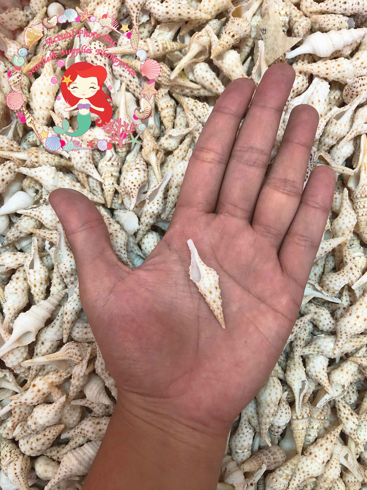 Tulip Shell | Indian Tulip Shell | Fusinus Nicobaricus | 1 - 3.5 inches