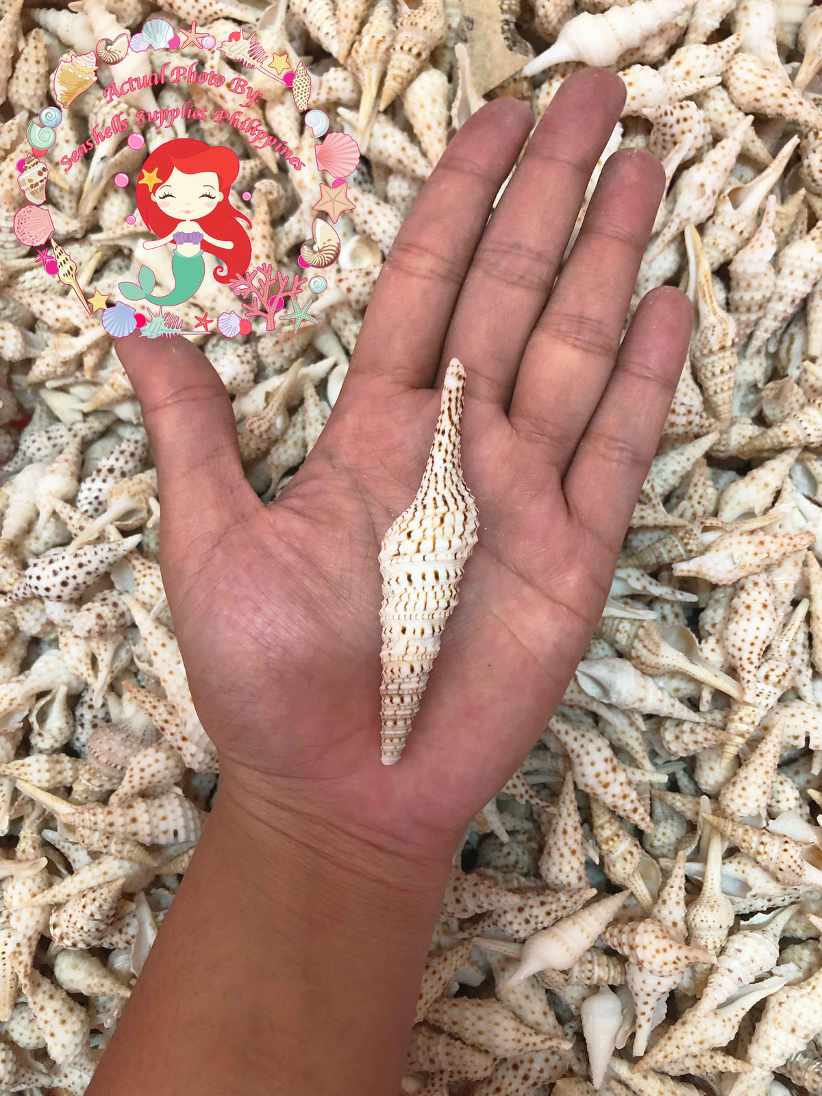 Tulip Shell | Indian Tulip Shell | Fusinus Nicobaricus | 1 - 3.5 inches