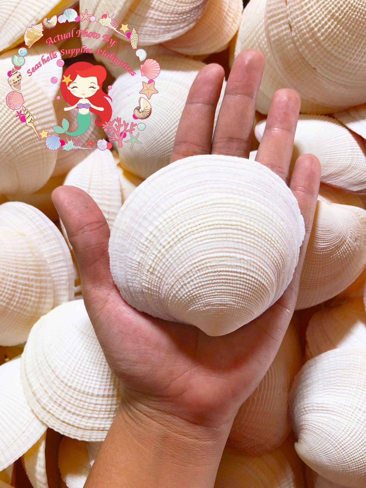 Codakia Tigrina | Pacific Tiger Lucina | 2 - 4 Inches