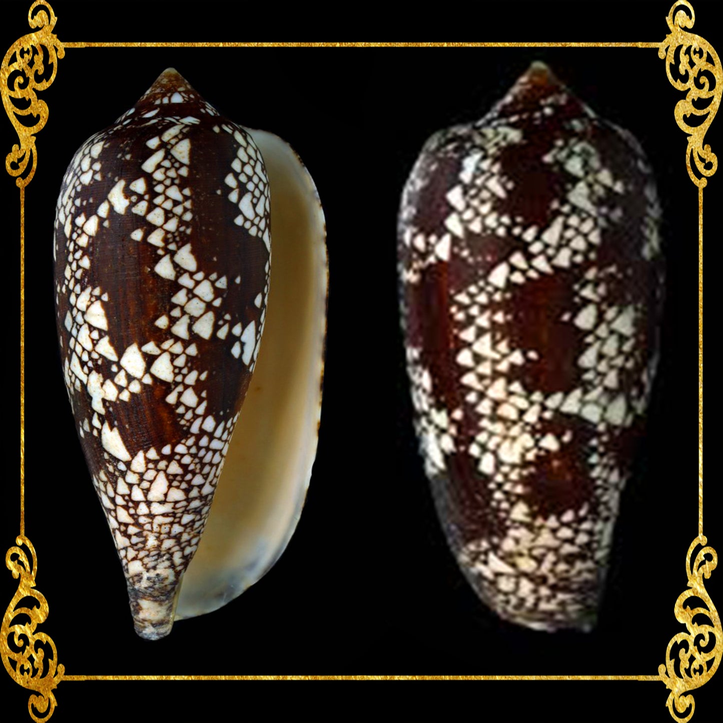 Conus Aulicus | Princely Cone | 2.6 - 4.5 Inches