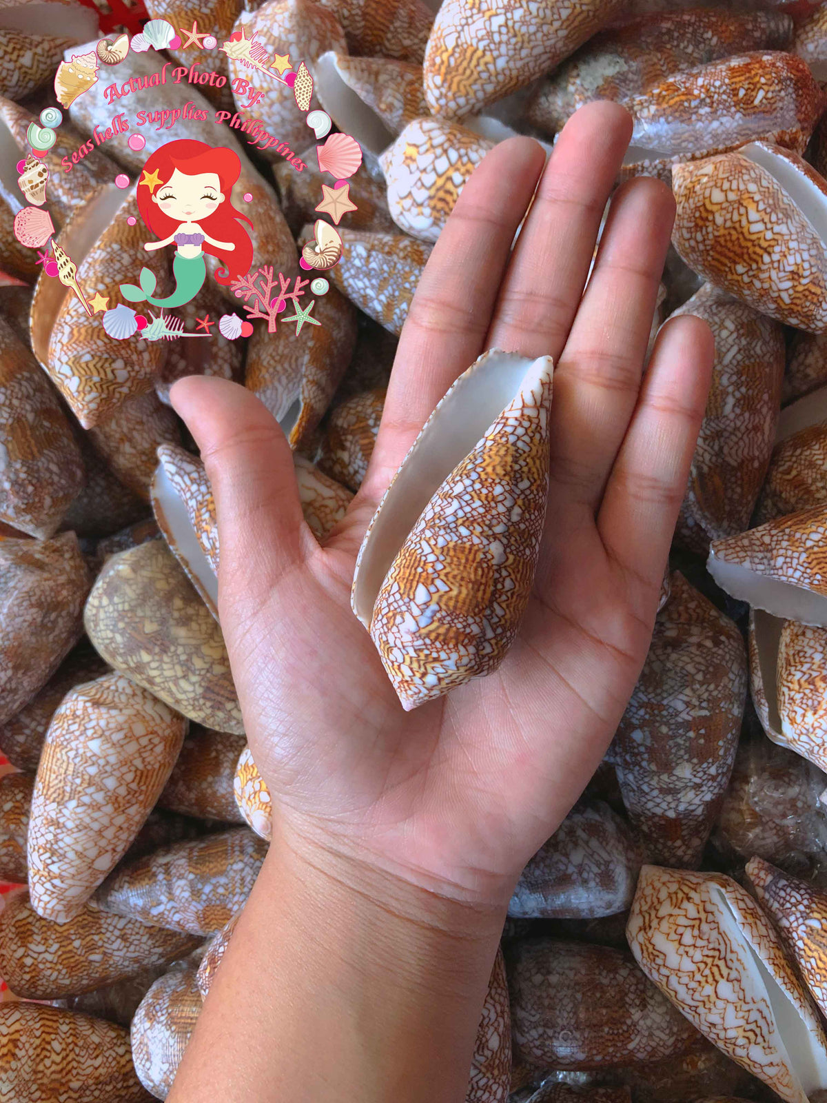 Conus Aulicus | Princely Cone | 2.6 - 4.5 Inches