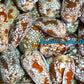 Conus Aulicus | Princely Cone | 2.6 - 4.5 Inches