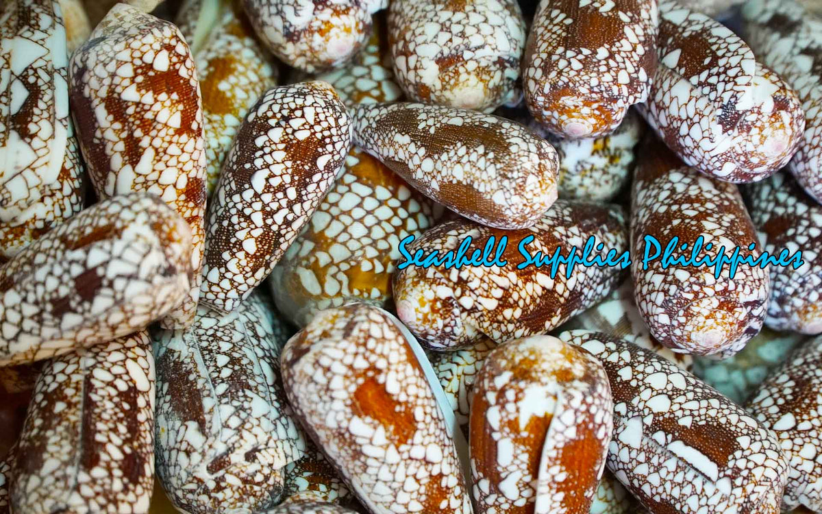 Conus Aulicus | Princely Cone | 2.6 - 4.5 Inches