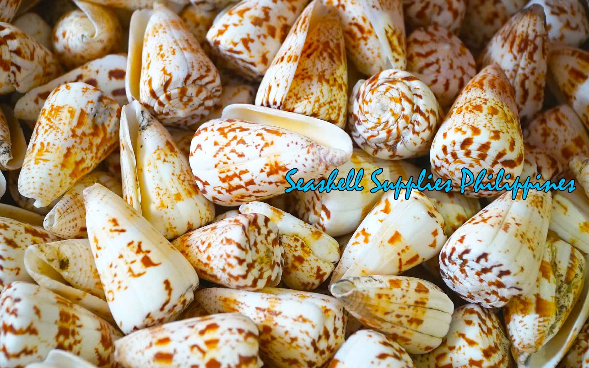 Conus Caracteristicus | Characteristic Cone | 1 - 2.5 Inches