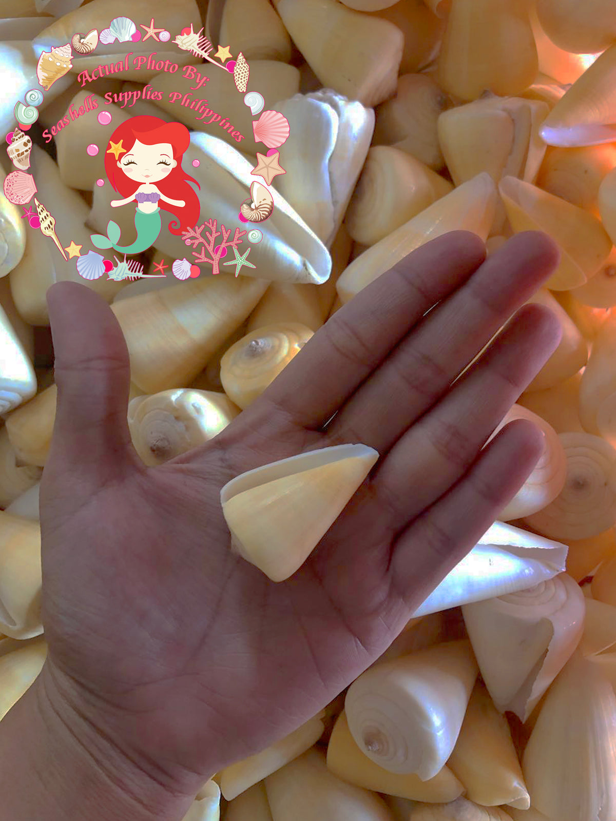 Conus Caracteristicus | Characteristic Cone | 1 - 2.5 Inches