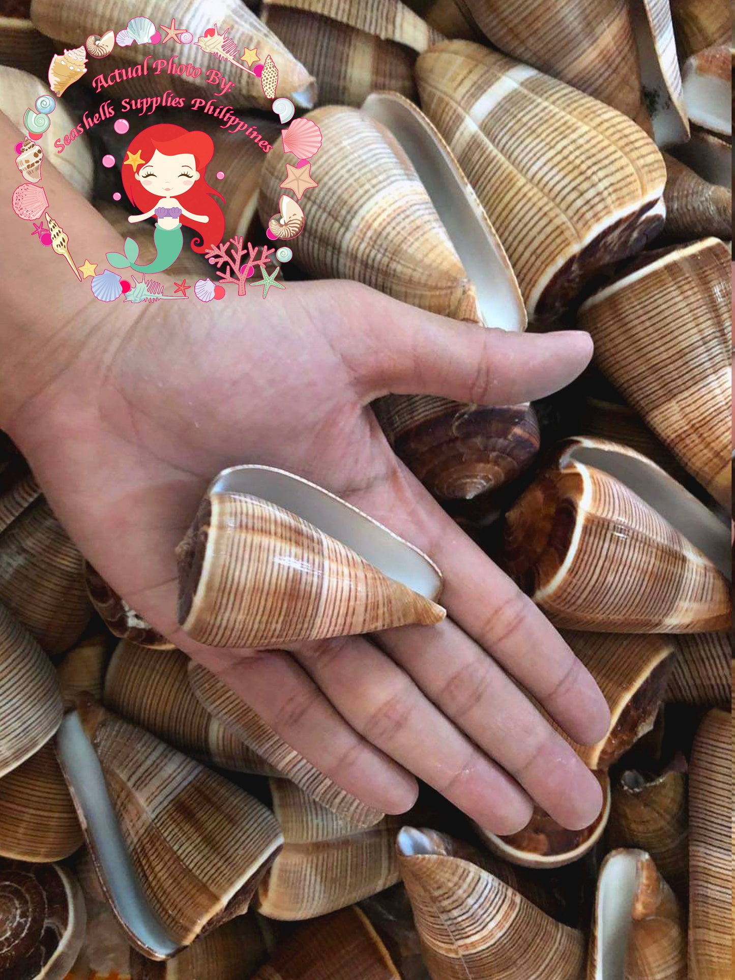 Conus Figulinus | Fig Cone | 2.5 - 3 Inches