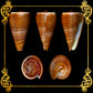 Conus Figulinus | Fig Cone | 2.5 - 3 Inches