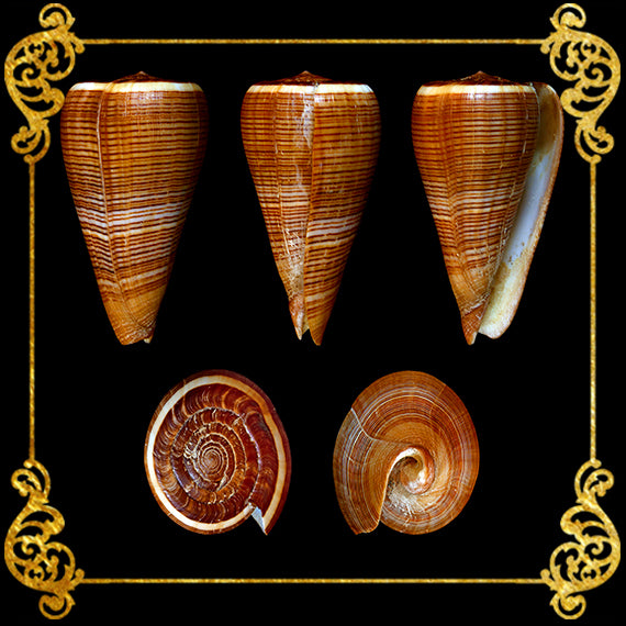 Conus Figulinus | Fig Cone | 2.5 - 3 Inches