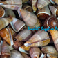 Conus Figulinus | Fig Cone | 3 - 4 Inches