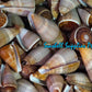 Conus Figulinus | Fig Cone | 2.5 - 3 Inches