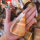 Conus Figulinus | Fig Cone | 2.5 - 3 Inches