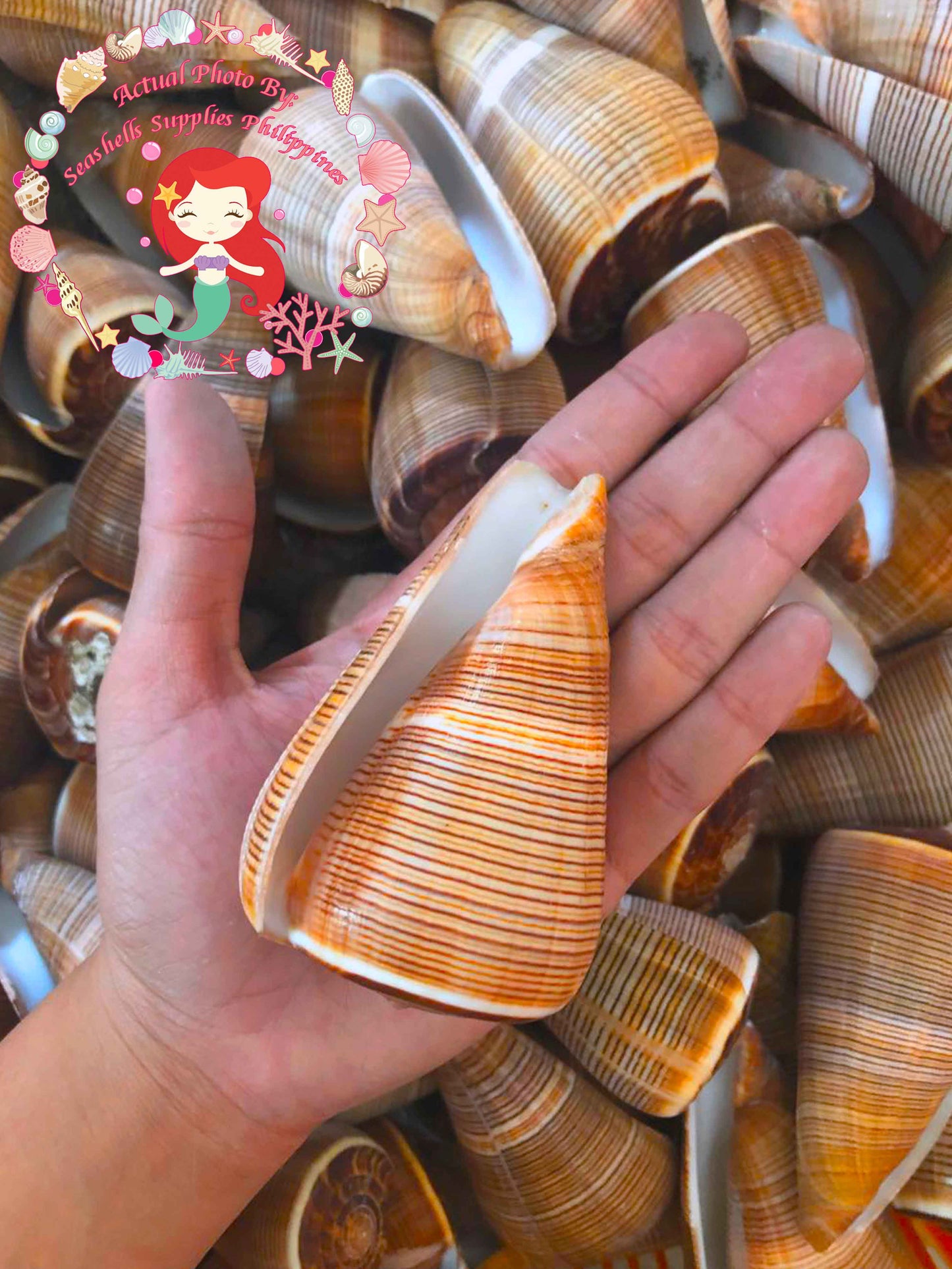 Conus Figulinus | Fig Cone | 2.5 - 3 Inches