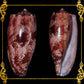 Conus Geographus | Gastridium Geographus | 3 -  4 Inches