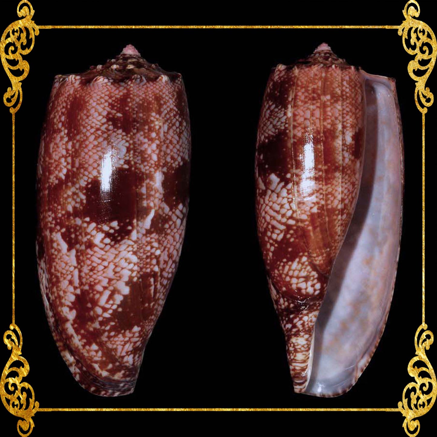 Conus Geographus | Gastridium Geographus | 3 -  4 Inches