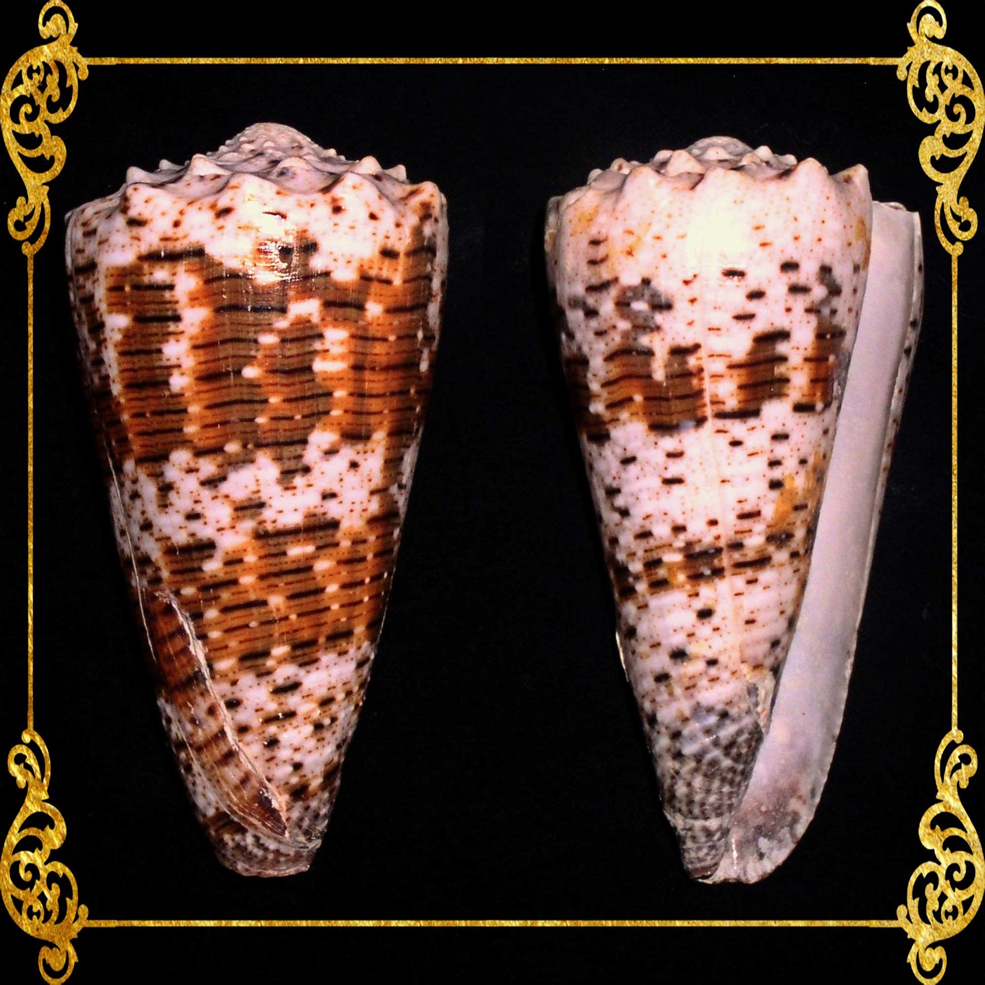 Conus Imperialis Linnaeus | Western Imperial Cone | 1.5 - 3 Inches